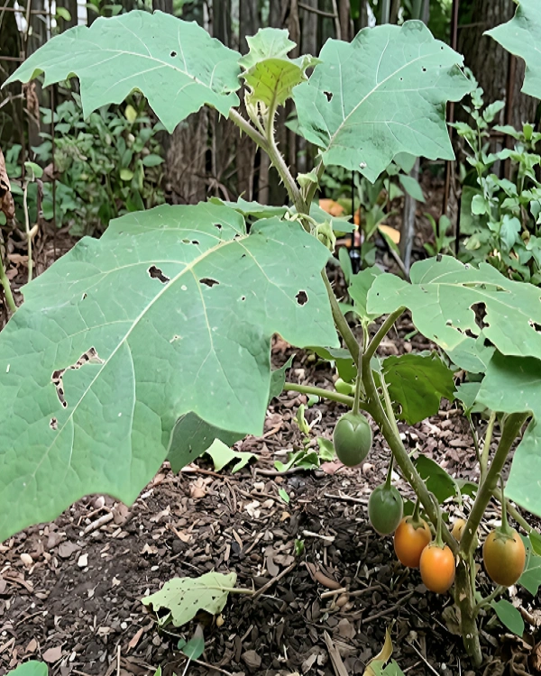 Naranjilla plant with large green leaves and ripening lulo fruits on stems