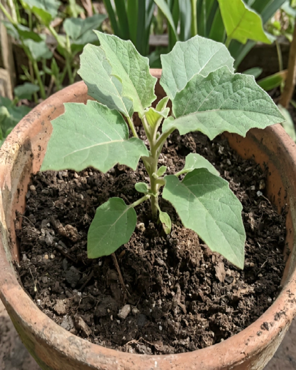 Young naranjilla sapling growing in a terracotta clay pot
